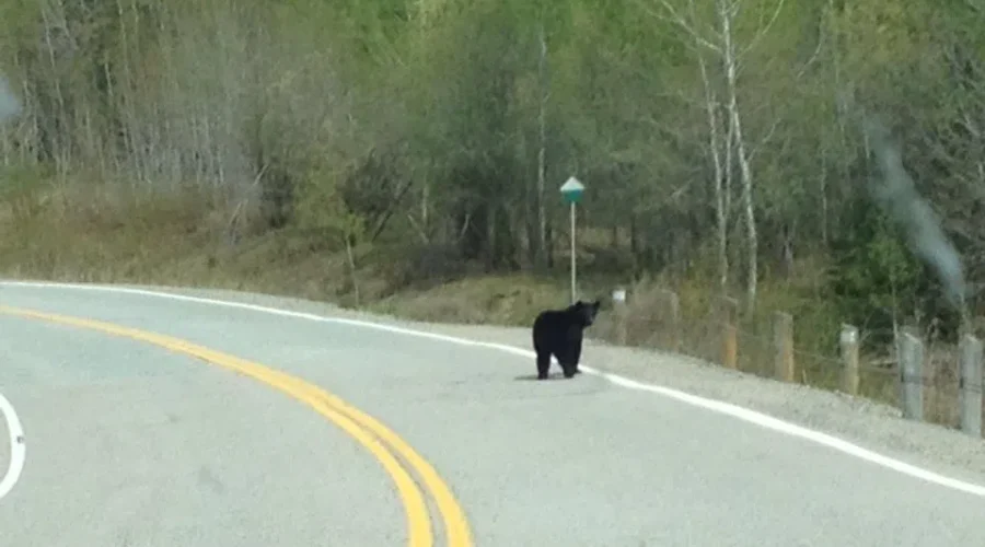 Local bear sightings on rise: Who to contact & when