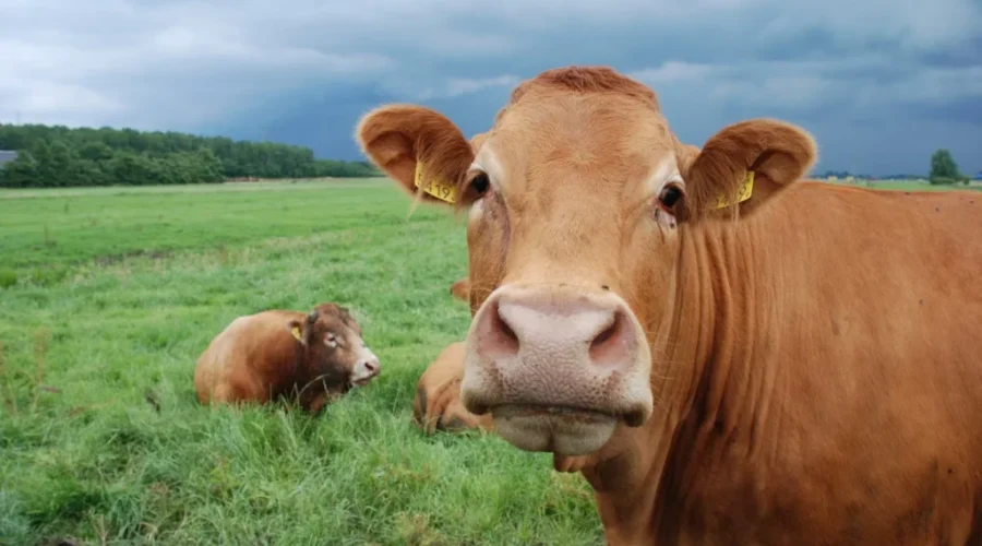 Support For Vet Service Request