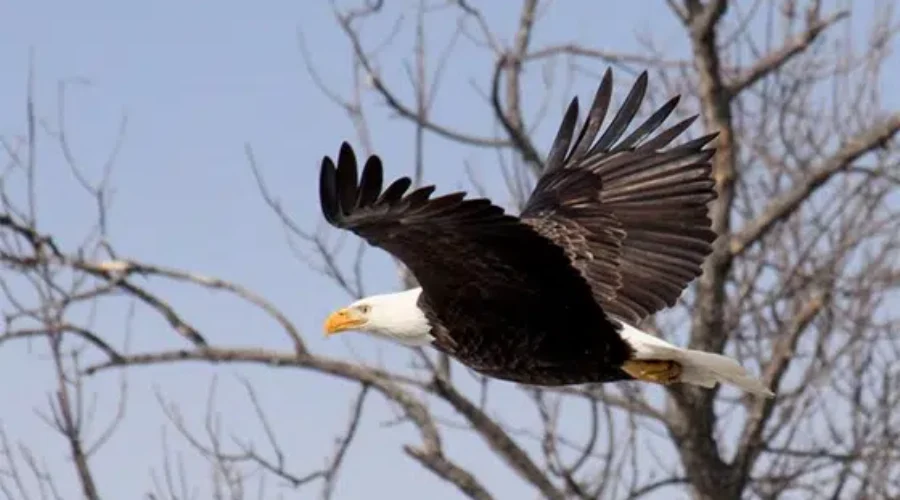 Eagles close some camp sites at VNP