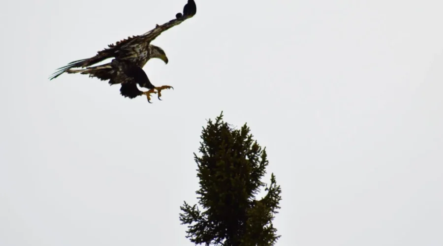Juvenile bald eagle coming in for a landing