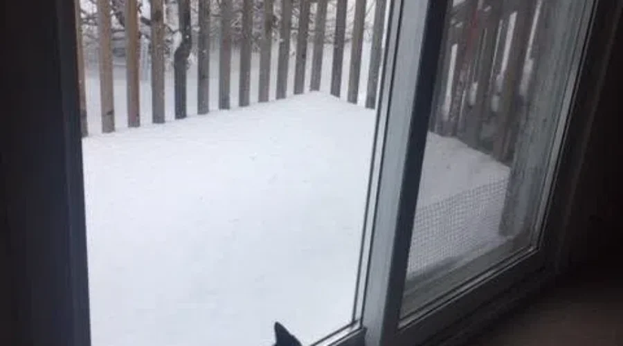 Feline watching the snow fall