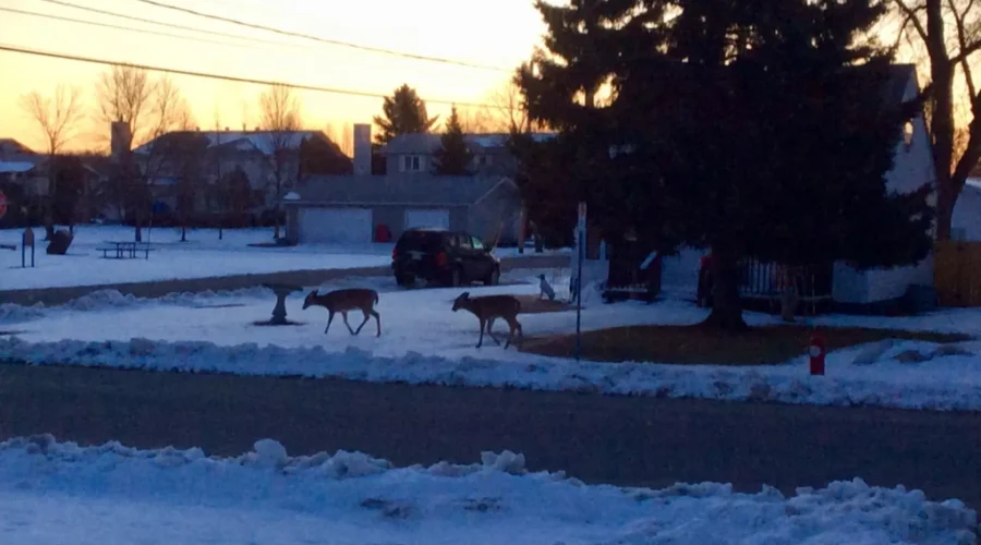 Early morning wildlife