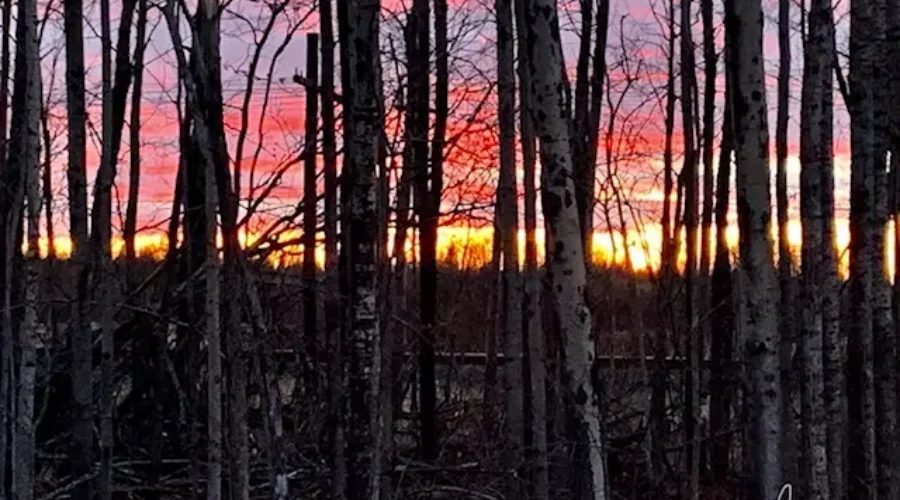 Sunset-silhouetted trees