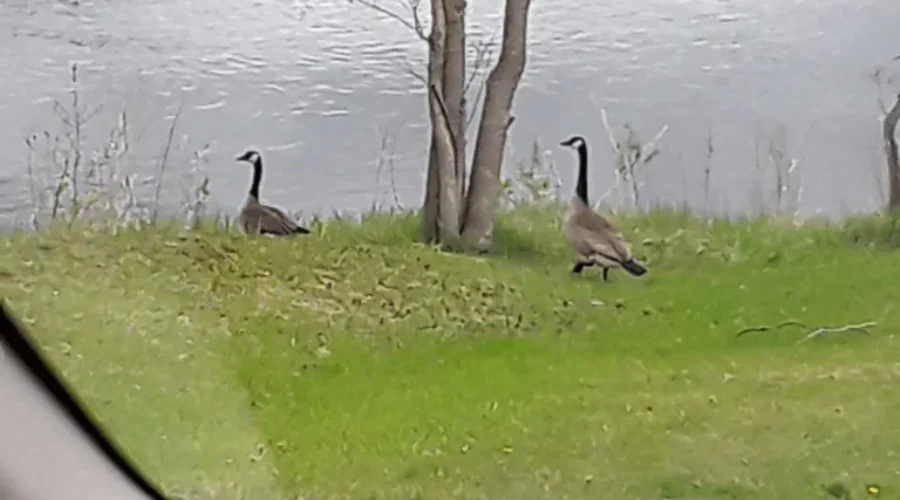 Canada geese from the safety of a car