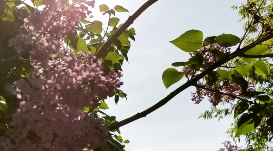 Lilacs are a surefire sign of spring!