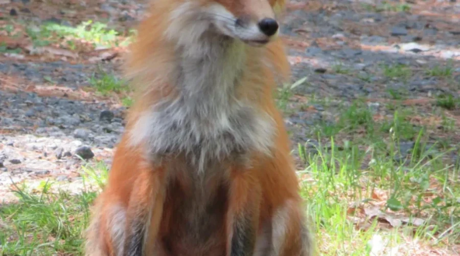 Even foxes like cabin life; this one took a nap 25 feet from the photographer