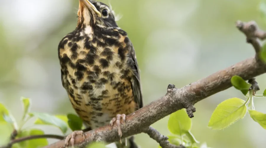 Baby robin in a tree