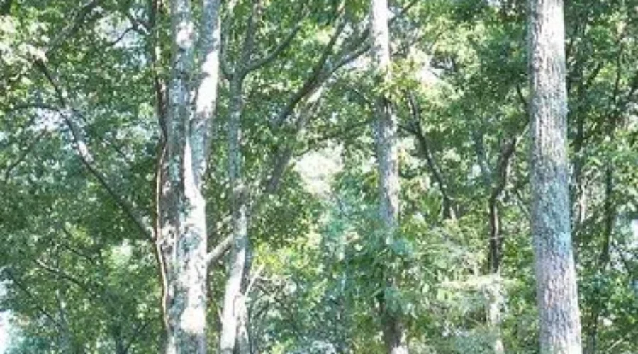 Northwest Monitor July 7/2019-Forestry &amp; The Economy