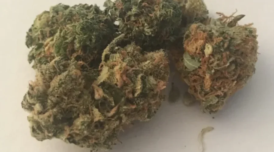 Couchiching First Nation Eyed For Cannabis Store