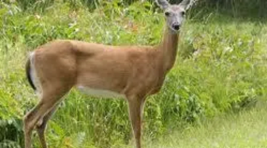 Minnesota Deer Regulations Now Available