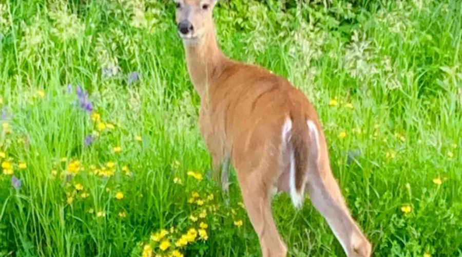 A Very Deer Picture