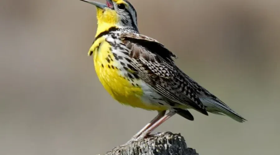 Some Bird Species In Canada In Decline