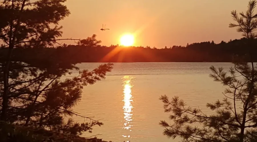 Dragonfly in flight, one year ago this month