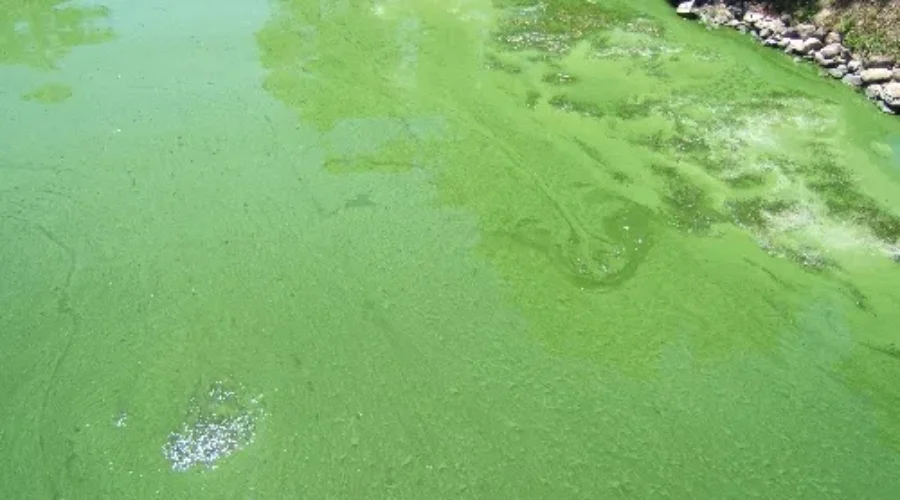 Health Unit Warns Of Blue-Green Algae