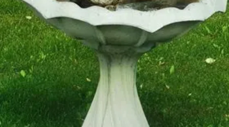 Even the birds enjoy being in the water during summer.