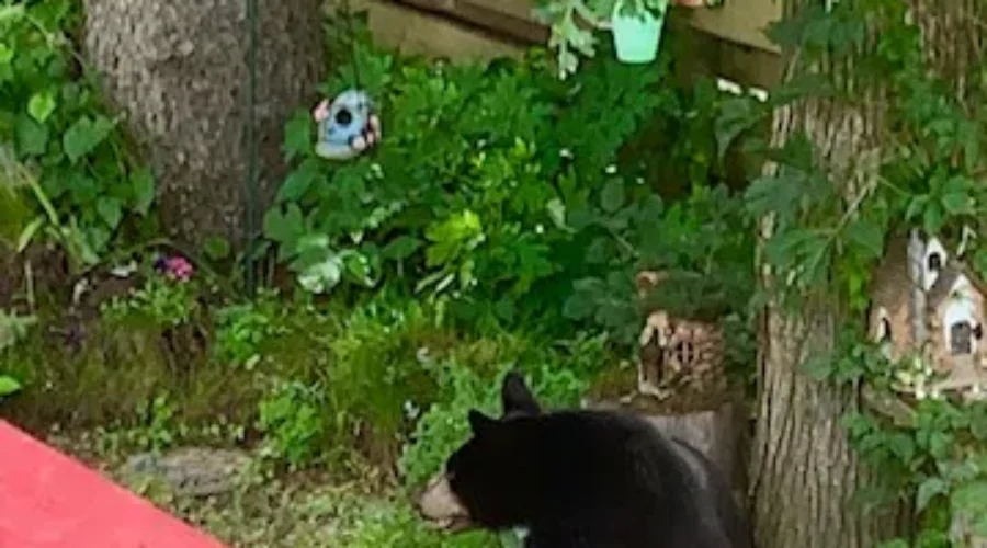Black bear hangin’ out in Fort Frances (as you do)
