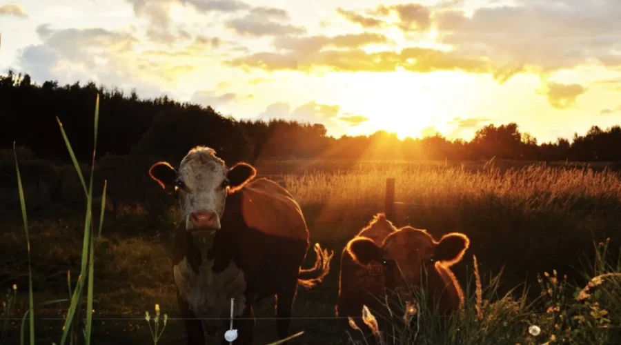 A legen-dairy photo!