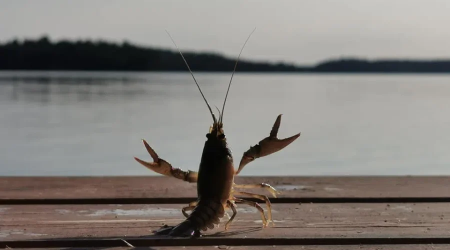 Hello Vacation! (Red Gut Bay)