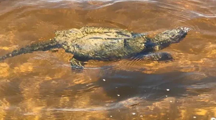 Mikinaak (snapping turtle) in Rainy Lake