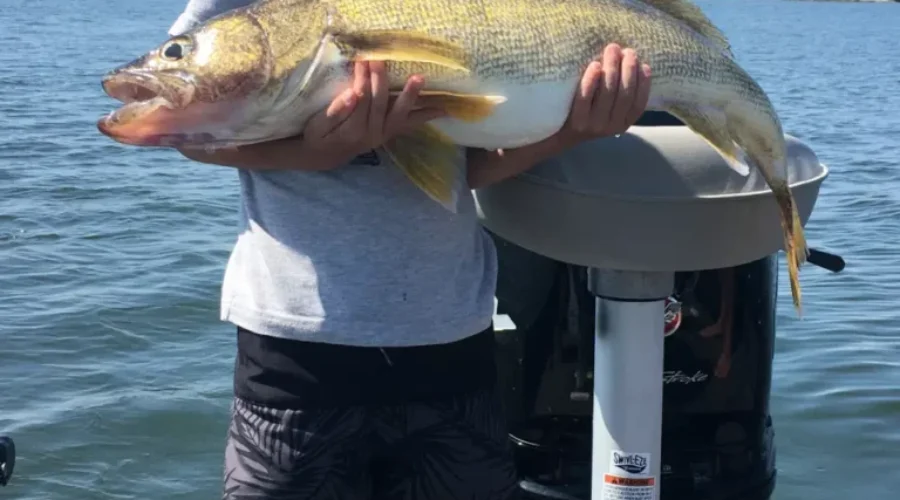 5 year old Hunter Plante caught this 31 1/4” trophy walleye on Rainy Lake!