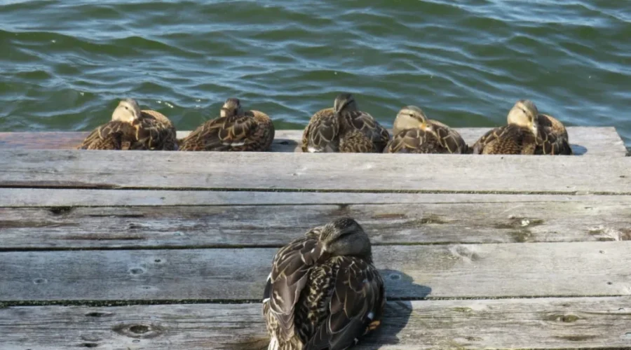 Mama and her babies having a morning nap