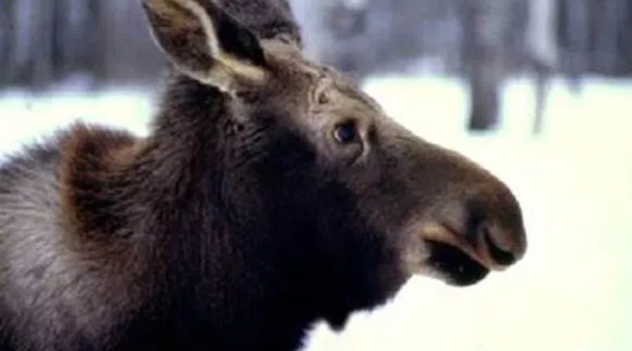 Changes To Moose Hunting Practices Proposed