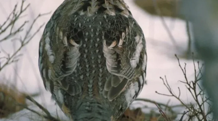 Hunters Assistance Asked In West Nile Virus Study