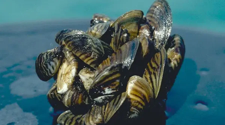 Zebra Mussels Found In Pit