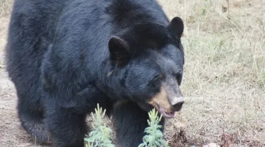 Victim Of Bear Attack Identified