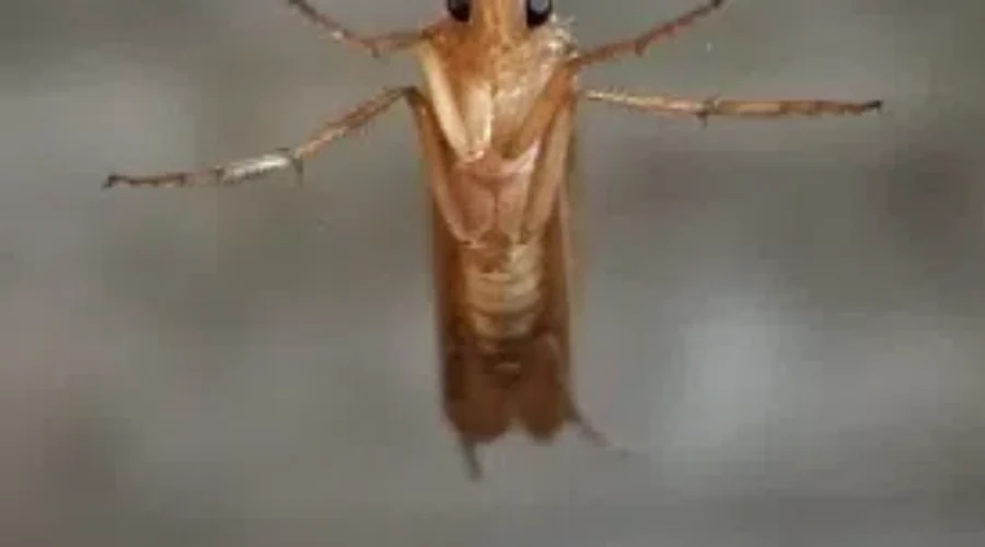 Rainy days just BUG some of us.”