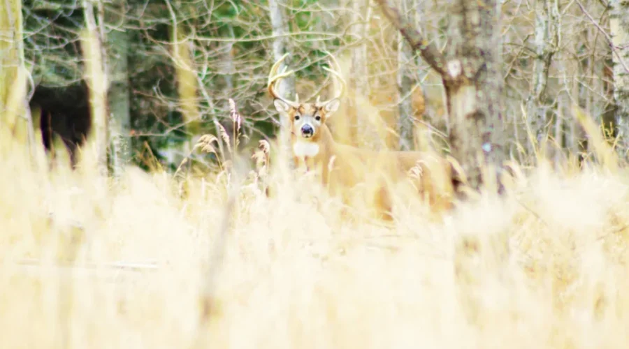 The buck stops here…for a snapshot!