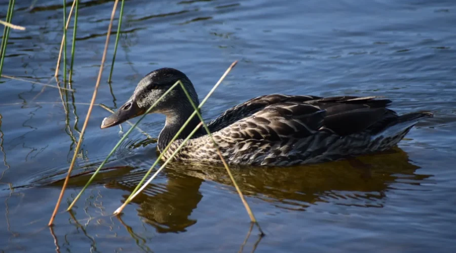 Now you see a duck…now you don’t!