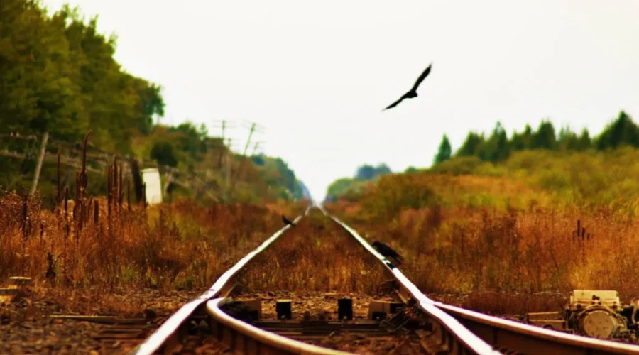 Tracks and flaps of wings