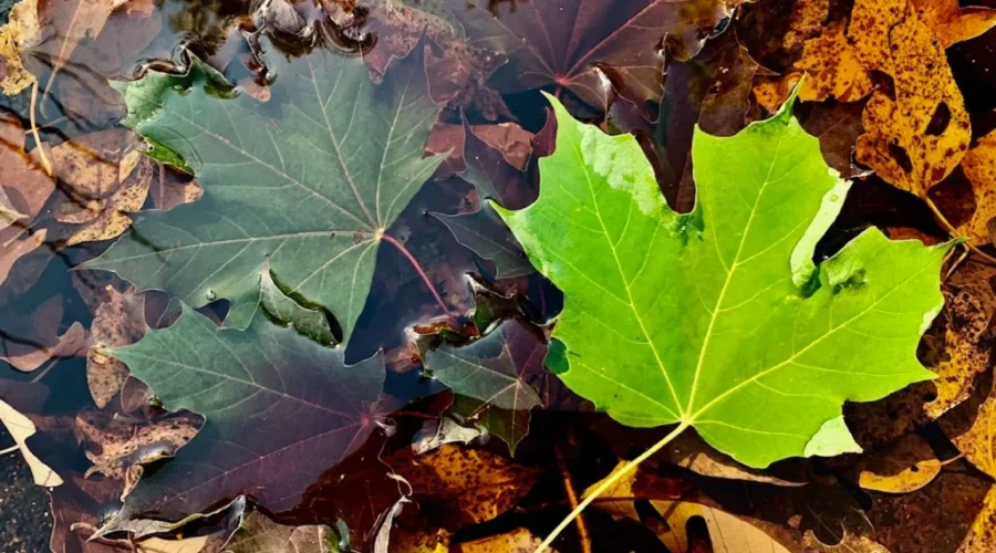 Leave it to nature to remind us of the beauty of change