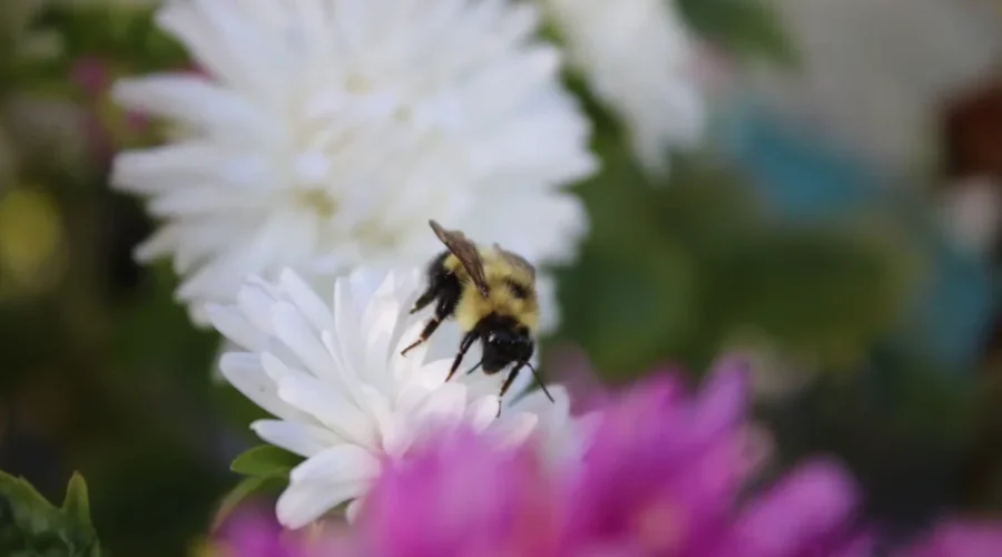 Bee-autiful reminder of summer!