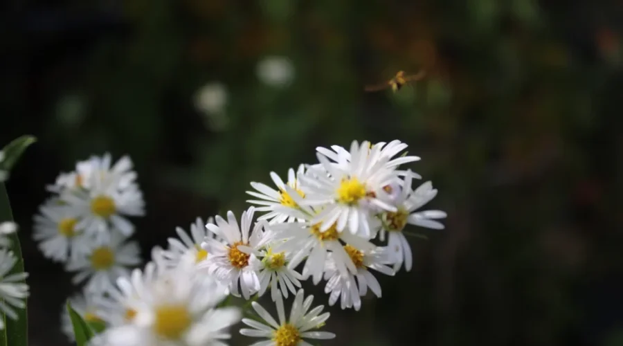 Landing on daisies