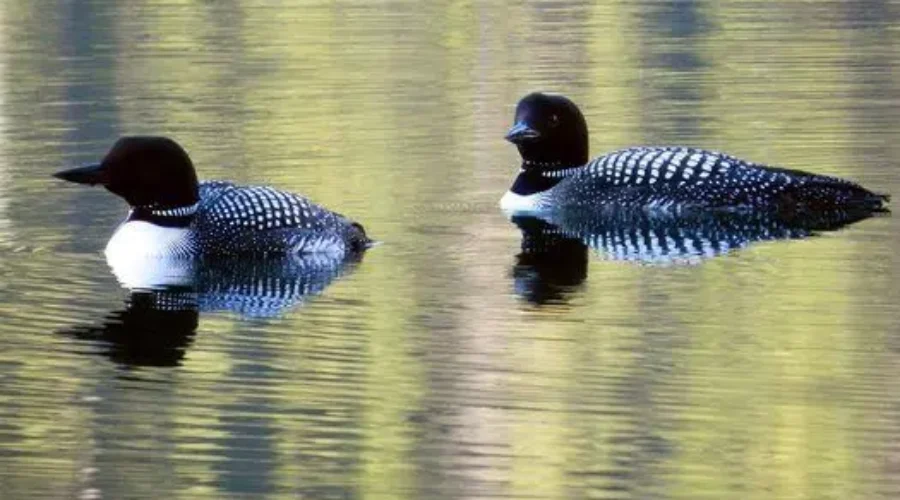 Education, Monitoring Key Steps To Protecting Birds