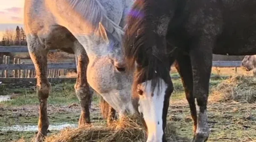 Our “neigh”-bours in Emo, enjoying the sunrise