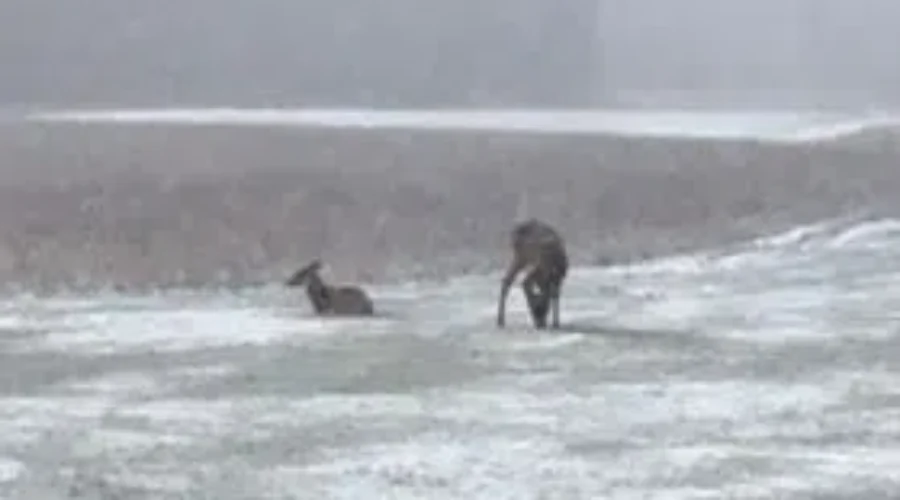 Oh deer, a bit of snow!