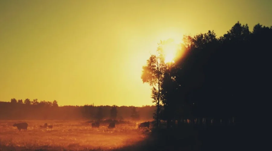 A reminder of hazy summer