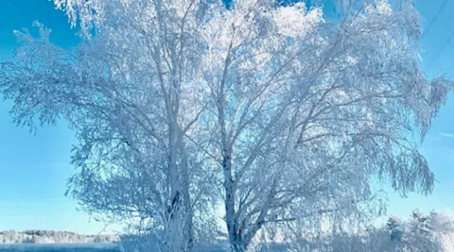 Jack Frost alighting on a tree