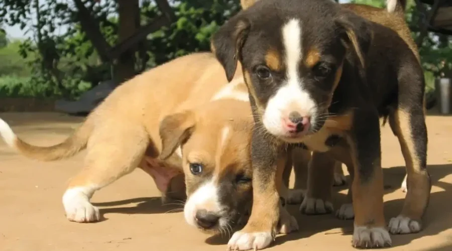 Pet Licences Now Available