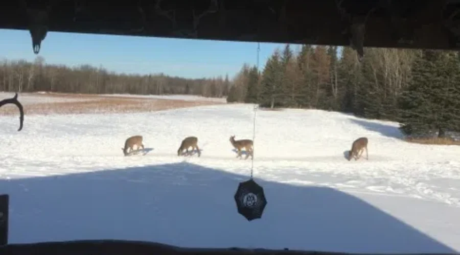 Big Mama and her triplets