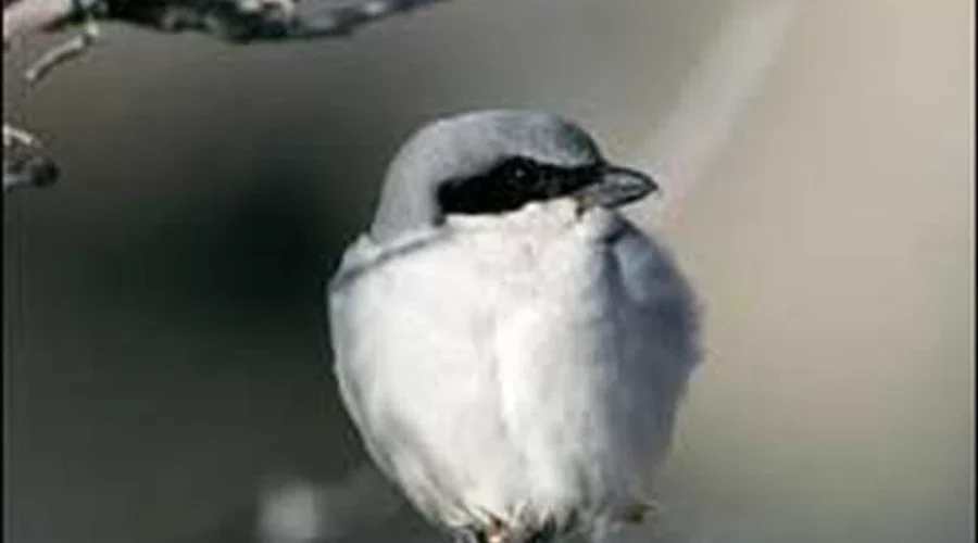 Still Time To Count Birds