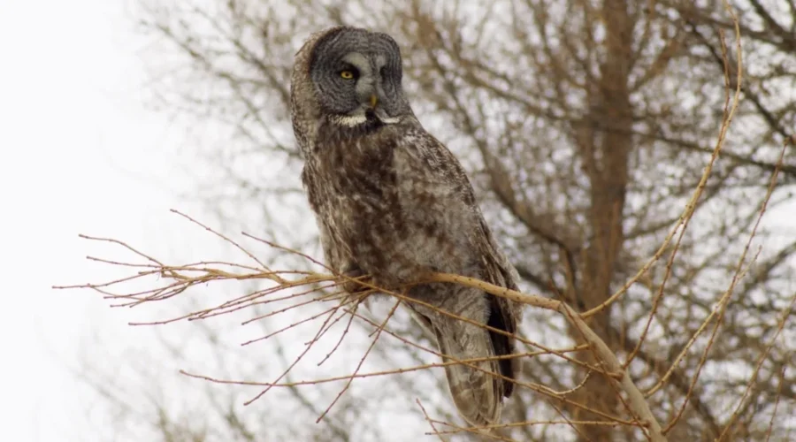 Hooooo’s ready for the holidays??