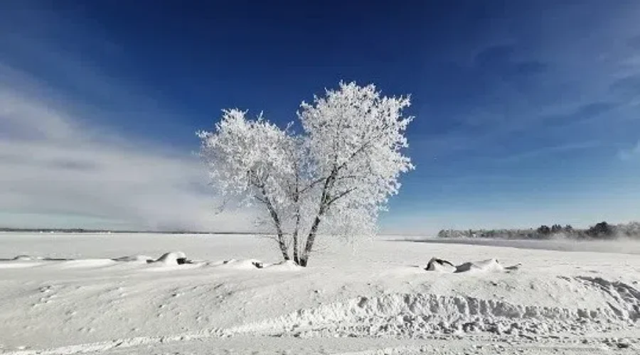 The Winter Tree