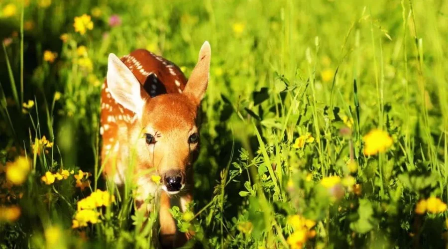 Deer to our hearts is the thought of spring coming soon…