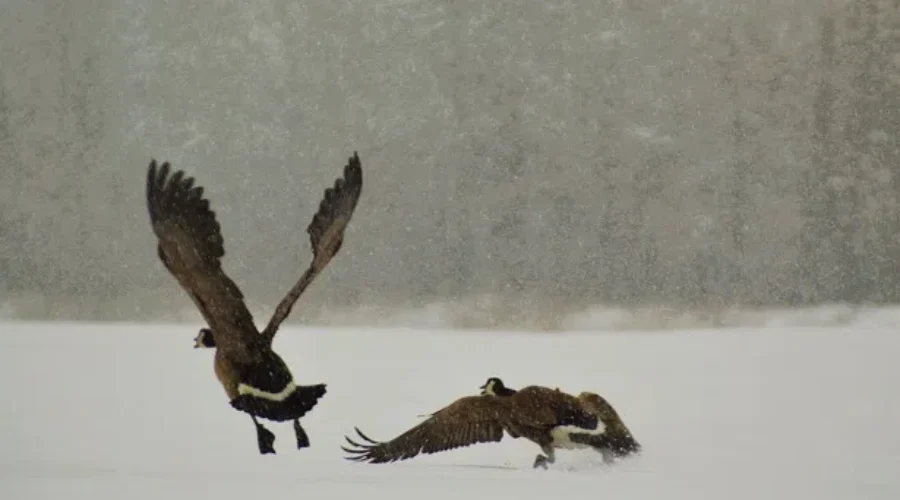 Canadian Geese In Winter