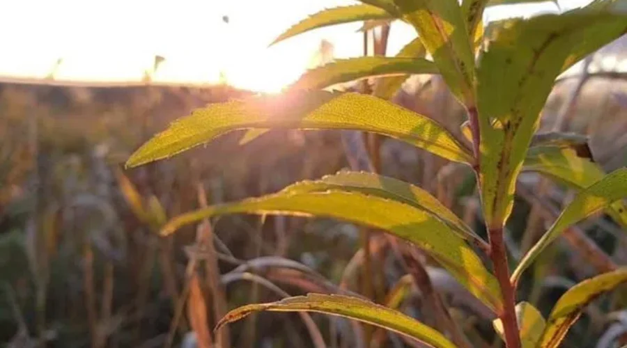 Remember when everything wasn’t covered with snow?