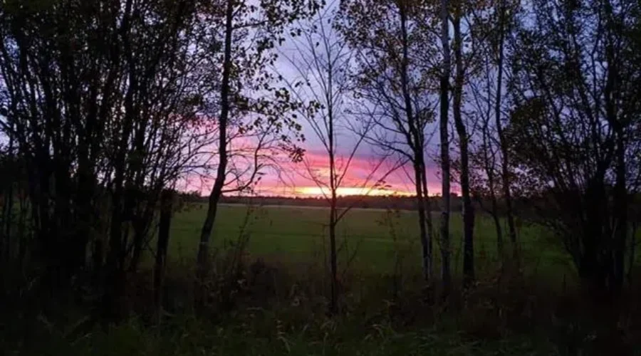 Remember when you could see grass??